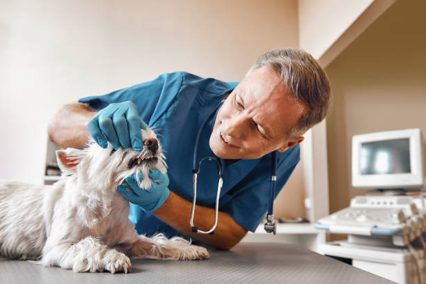 Best Emergency Tooth Extraction in Woodmont, CT